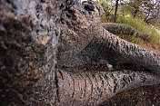 博茨瓦纳:猴面包树的根