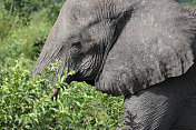 博茨瓦纳:丘比国家公园的非洲小象