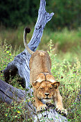 博茨瓦纳:丘比国家公园的伸展狮子