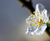 小雨打在花