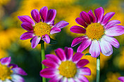 迷你大丽花和紫锥菊