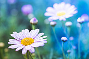 田野里的洋甘菊花