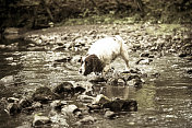 施普林格猎犬