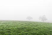 英国风景:雾蒙蒙的秋天早晨，田野和树木的剪影