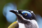 Blue-faced食蜜鸟