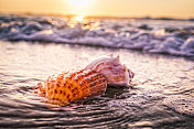 贝壳、海滩和清晨的日出