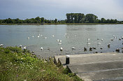 德国莱茵河畔的野鸭