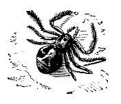 古蟹蛛插图(Xysticus lanio)
