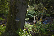 德国森林中蘑菇树干的自然图像