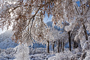 日出时树上的冬雪