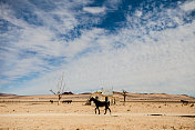 沙漠中废弃火车站的马匹
