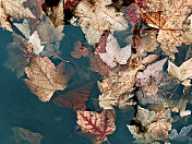2 . Fall leaves in a puddle of水坑