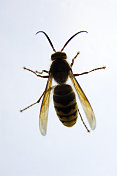 大黄蜂黄蜂
