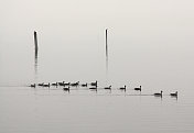 一排在雾中游泳的鹅
