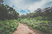 夏威夷考艾岛的皮厄徒步旅行路线