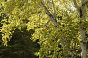 秋天桦树在密歇根州