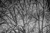 黑色和白色的光秃秃的树枝