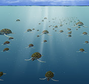 宁静的水下景观与海龟 宁静的水下景观与海龟