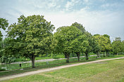 德国美因茨莱茵河旁的公园树木