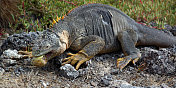 加拉帕戈斯群岛:Galápagos南广场岛上的鬣蜥