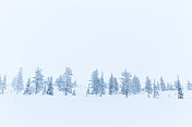 北极芬兰冬天的景象森林里的树木