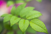 带雨滴的叶子