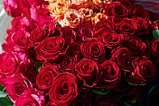 红色和粉红色的长茎玫瑰