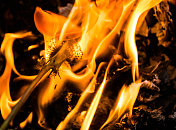 蒲公英与火的背景