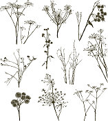 野生草本植物 野生草本植物