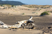 南非夸祖鲁-纳塔尔省的iSimangaliso湿地公园