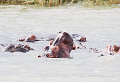 南非iSimangaliso湿地公园的河马