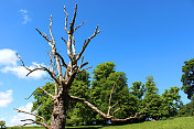 蓝色天空下死栗树的浮木树枝
