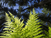 蕨类植物