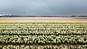 荷兰春天的风景
