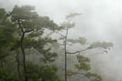雾中的松树