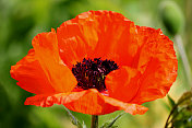 红色罂粟花(Brilliant Red Oriental poppy / Papaver Orientale Brilliant)