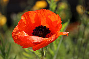 红色罂粟花(Brilliant Red Oriental poppy / Papaver Orientale Brilliant)