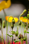 花蕾和花