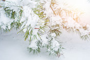 松树针带雪