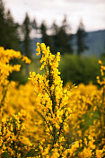 黄花特写