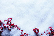 雪中的冬青浆果