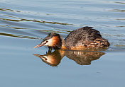 大山脊grebe (Podiceps crista)