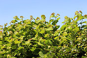 夏天杂草丛生的普通榛树篱(corylus avellana)