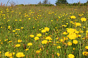 长满黄色山楂花的野花草地(Hieracium)