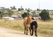 南非夸祖鲁-纳塔尔省的牛