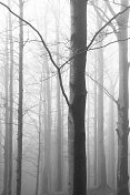 神秘的迷雾森林