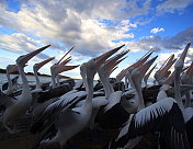 鹈鹕(Pelecanus conspicillatus)