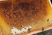 蜜蜂蜂房近