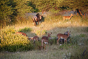 纳米比亚:埃托沙国家公园的黑斑羚和角马