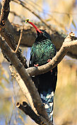 南非纳塔尔皇家国家公园的红嘴木冠鸟